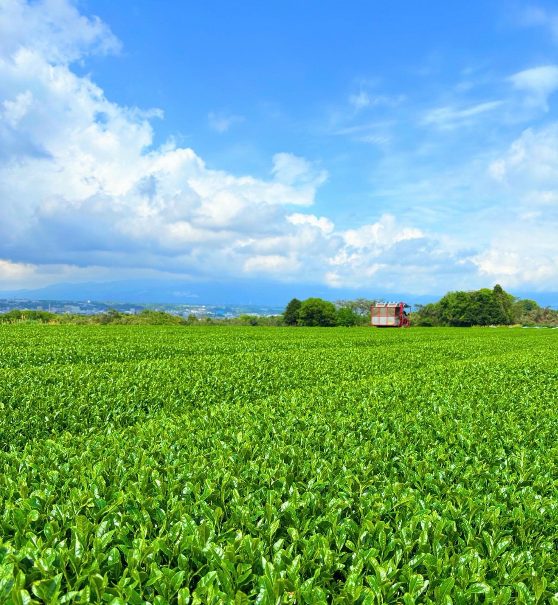 新芽が一面に広がる矢野製茶の茶畑と青空