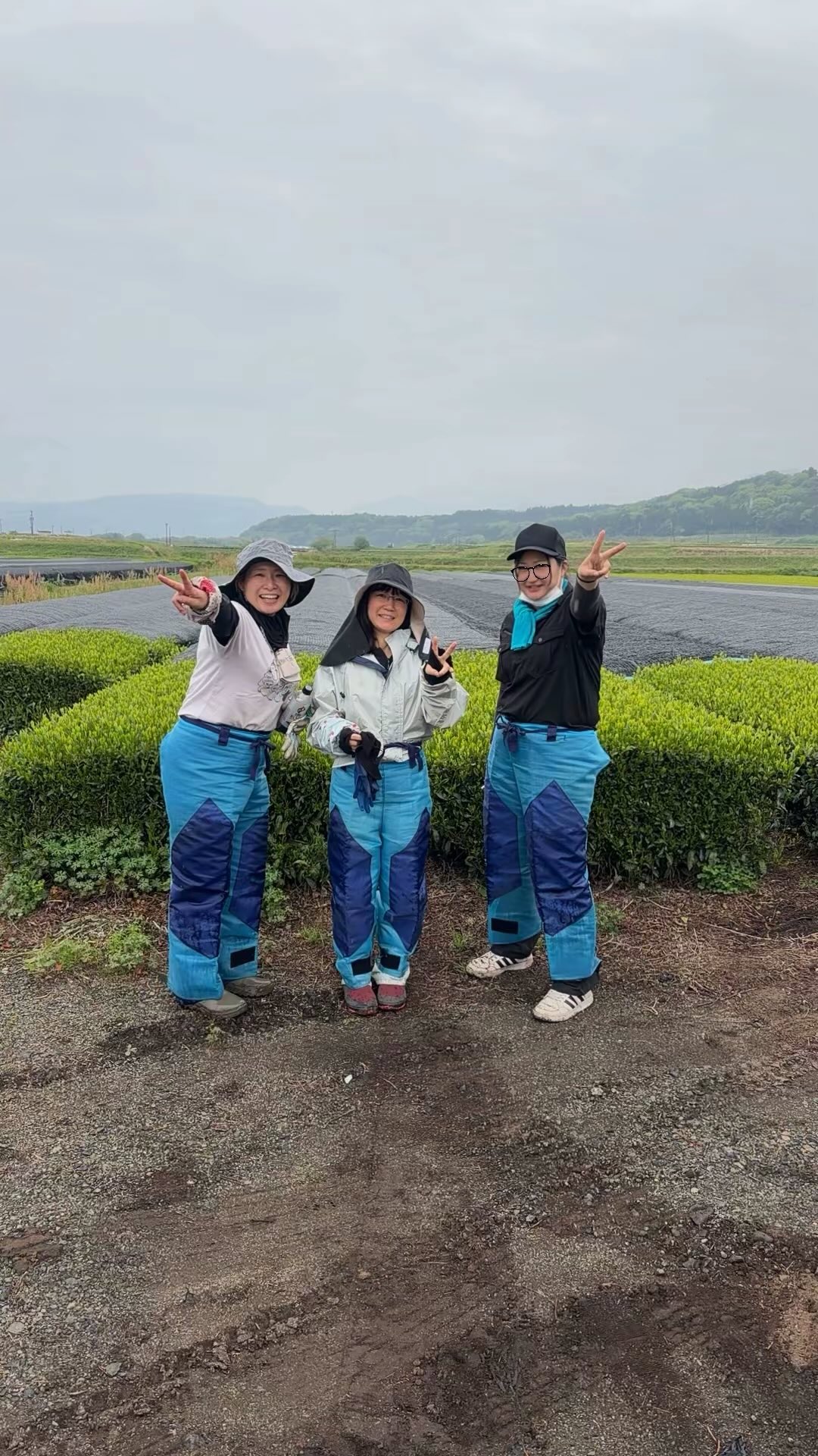 娘さんたち3人と茶畑