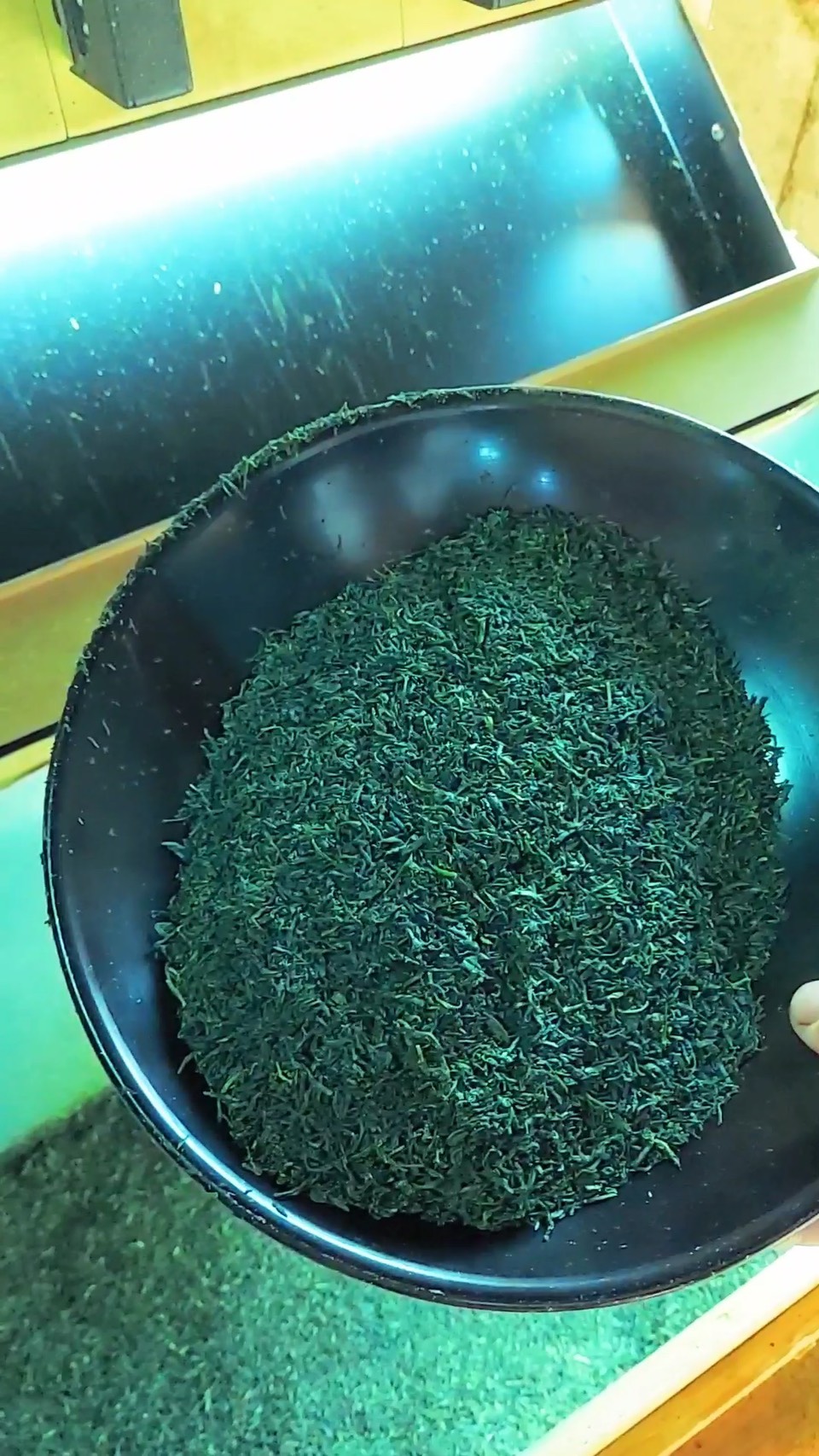 製茶されたばかりの深緑の玉緑茶