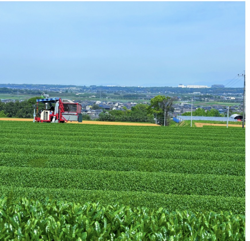 茶畑で稼働する摘採機